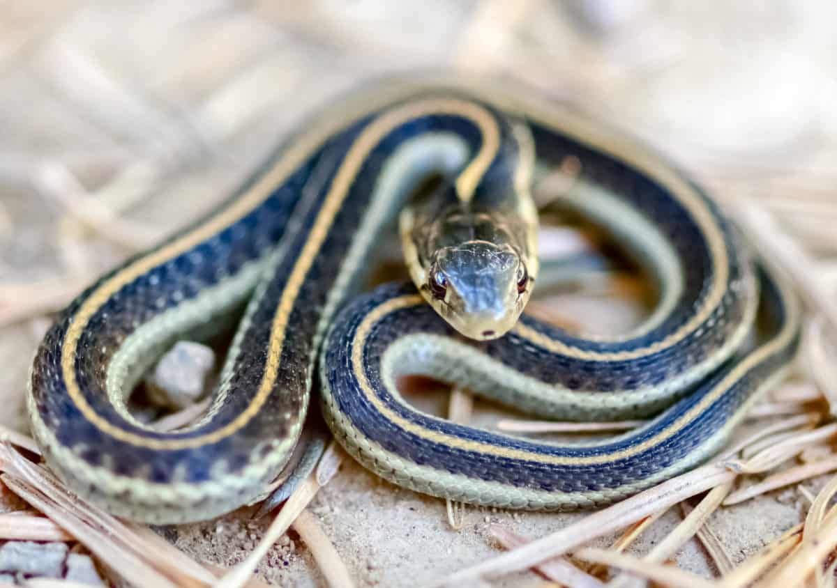 Coast Garter Snake Coiled In Defense Posture. Mt Tamalpais Marin County California Usa - California View
