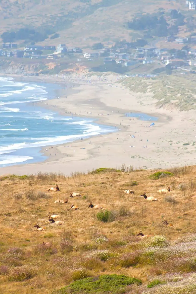 Dillon Beach In The Background. - California Places, Travel, and News.