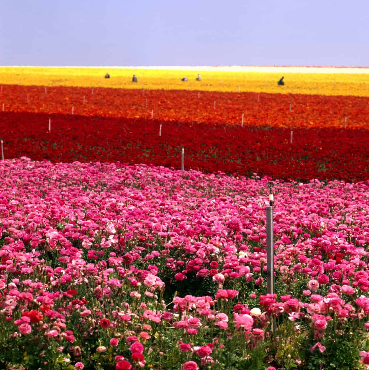 Flower Farm in Carlsbad California. - California Places, Travel, and News.