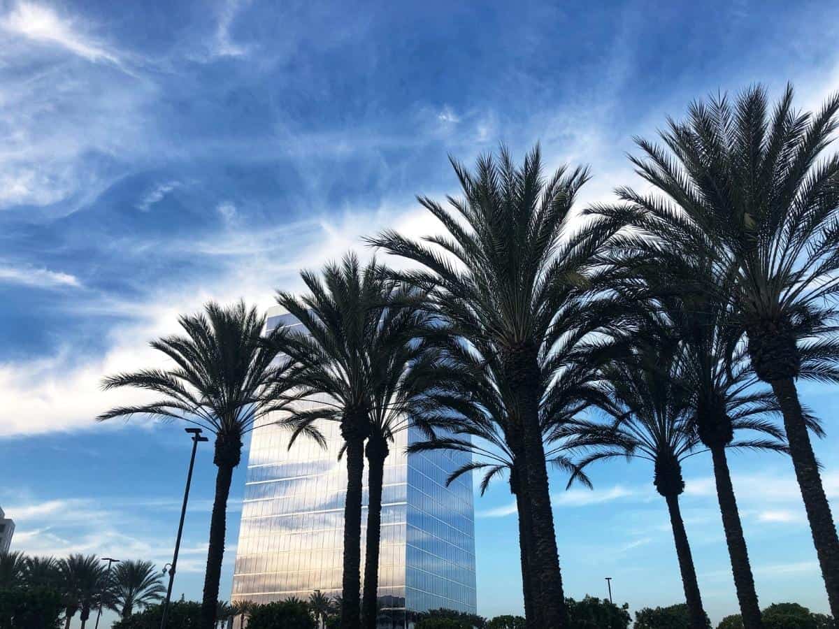 Palm trees in Irvine California. - California Places, Travel, and News.