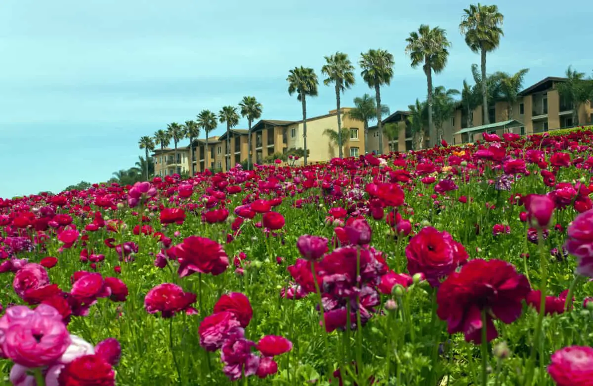 Rows of colorful flowers grow on a hillside in Carlsbad California. - California Places, Travel, and News.
