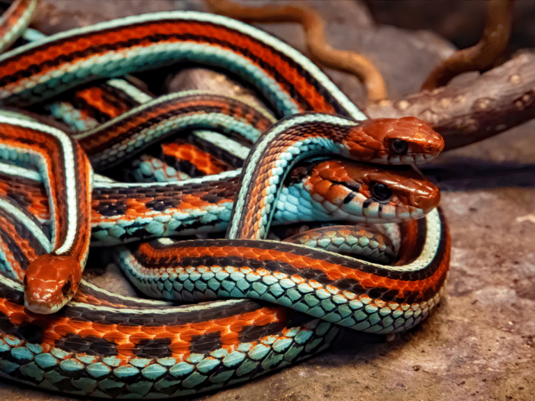 San Francisco garter snakes endemic of California - California Places, Travel, and News.