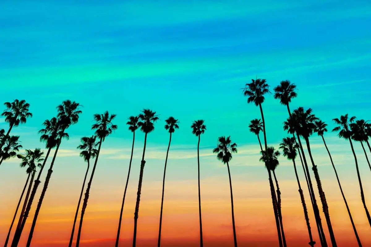 California sunset Palm tree rows in Santa Barbara - California Places, Travel, and News.