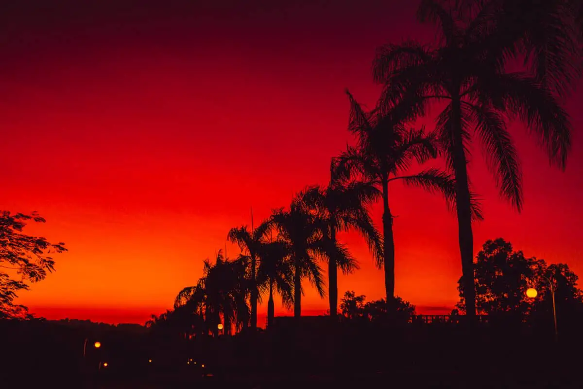 Colorful red bright sunset or sunrise with palms in California - California Places, Travel, and News.