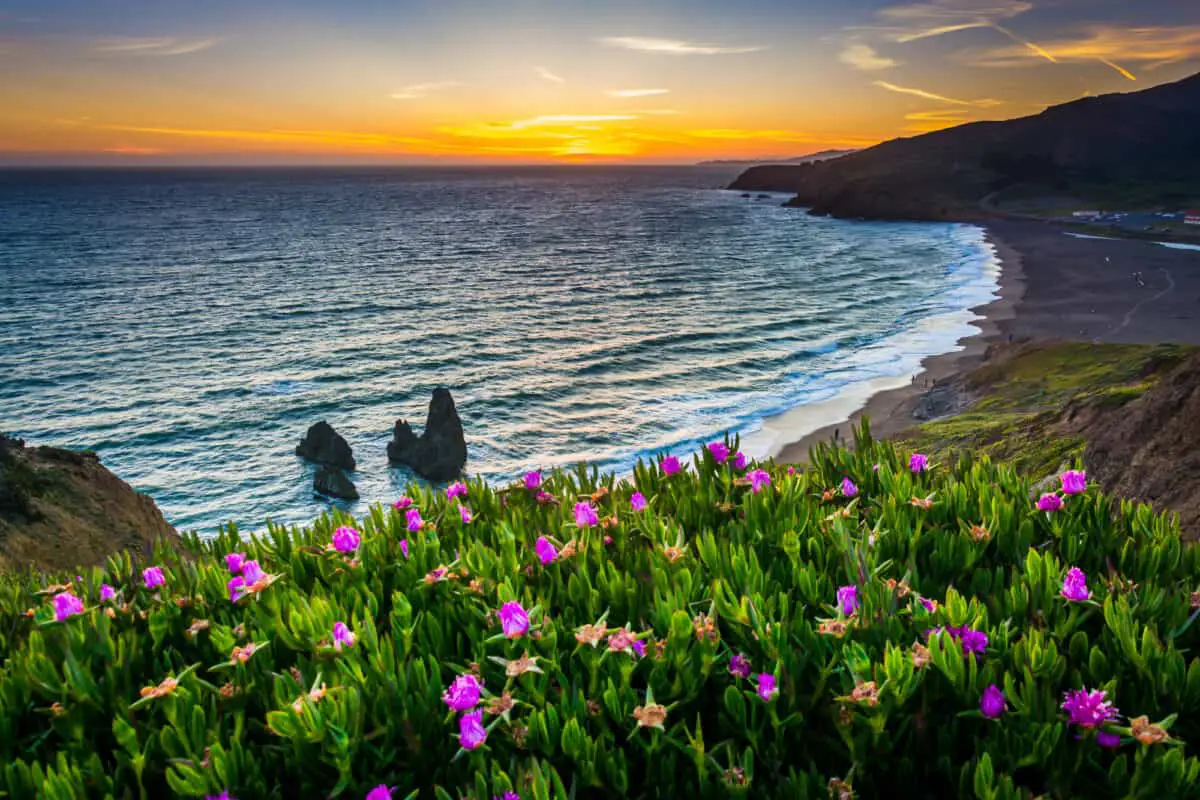 Flowers and view of Rodeo Beach at sunset at Golden Gate Nation - California Places, Travel, and News.