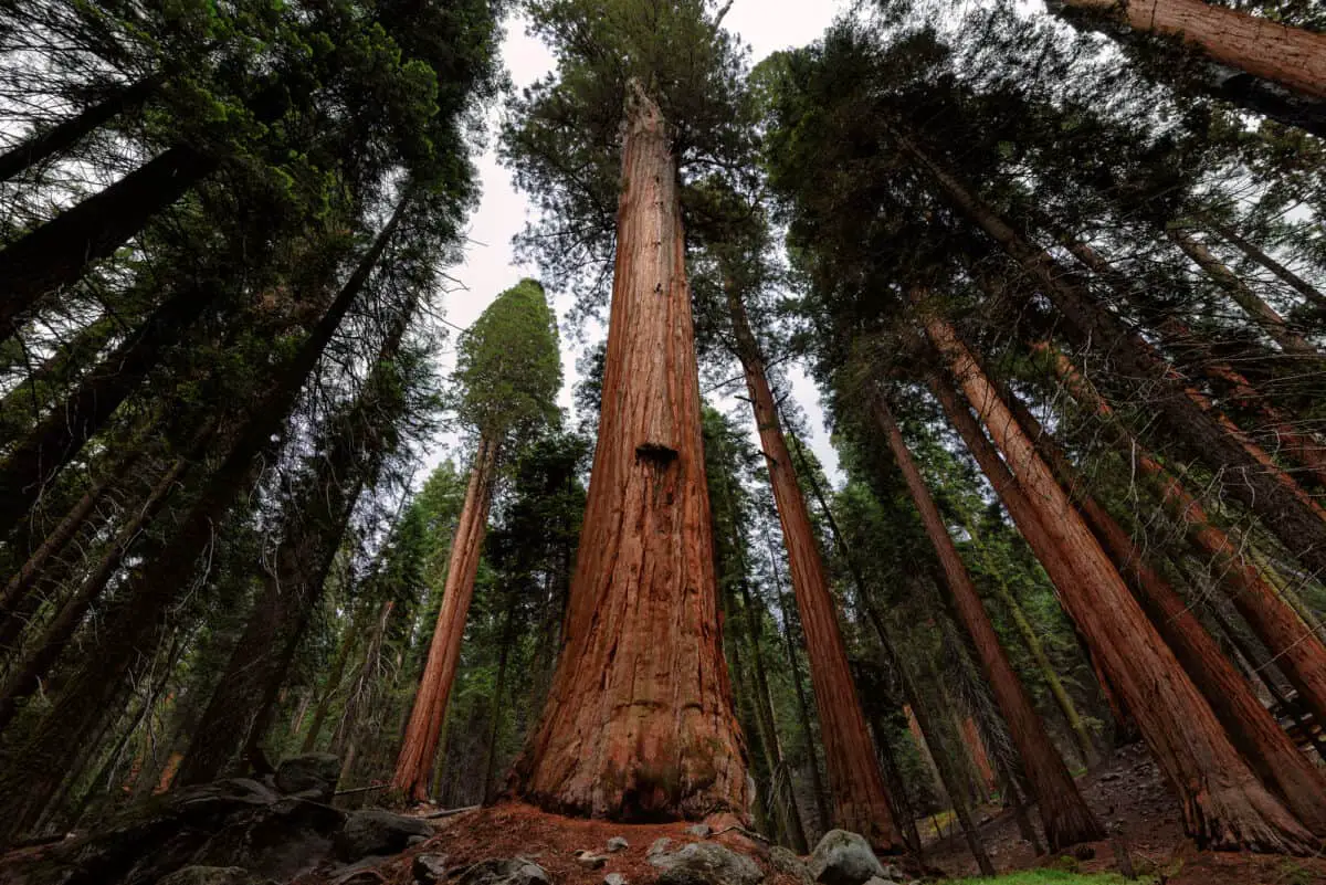 Giant Sequoia Trees Sequoia National Park California Usa - California View