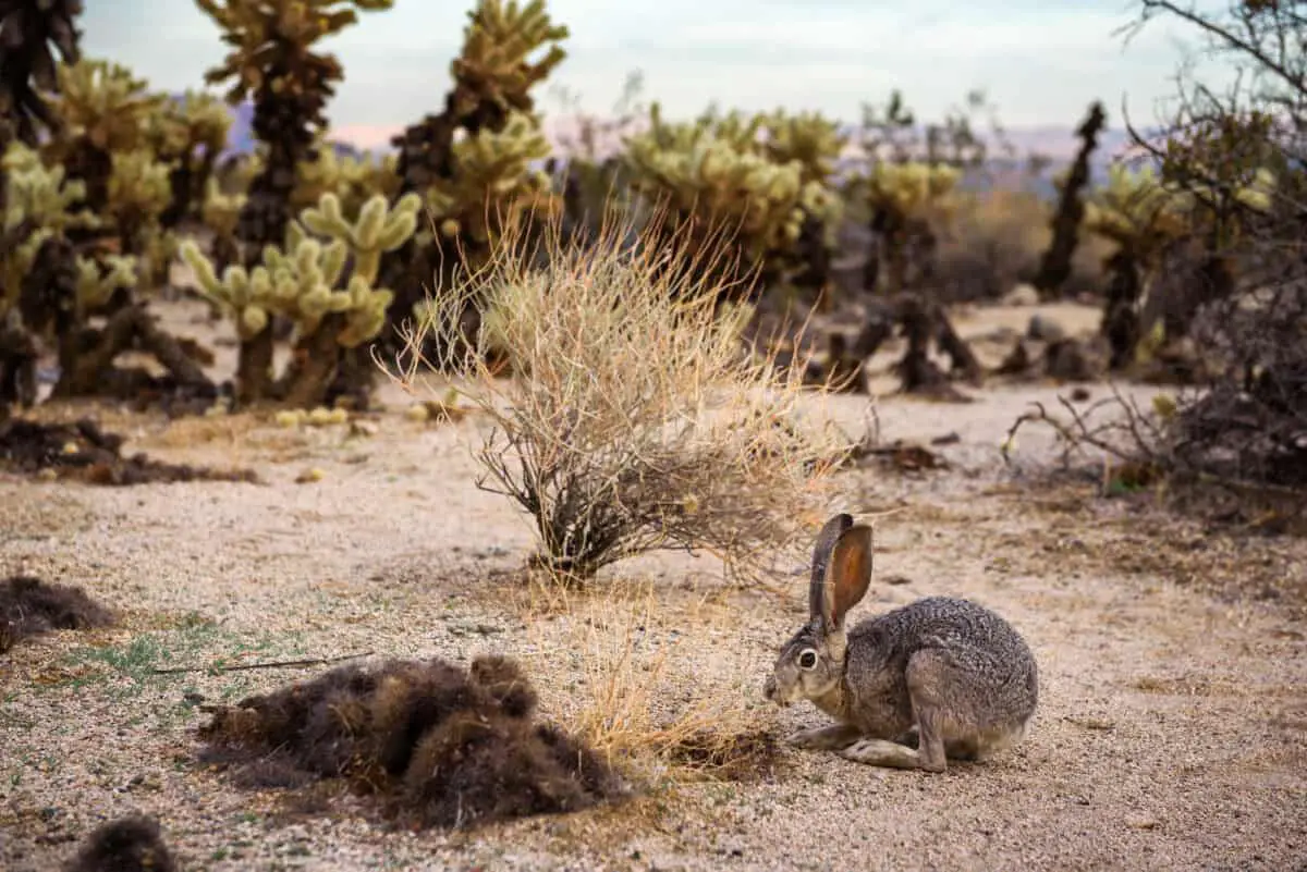 A black tailed jackrabbit sitting on a trail in Joshua Tree National Park - California Places, Travel, and News.