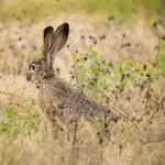 Black tailed jackrabbit Lepus californicus American desert hare - California Places, Travel, and News.