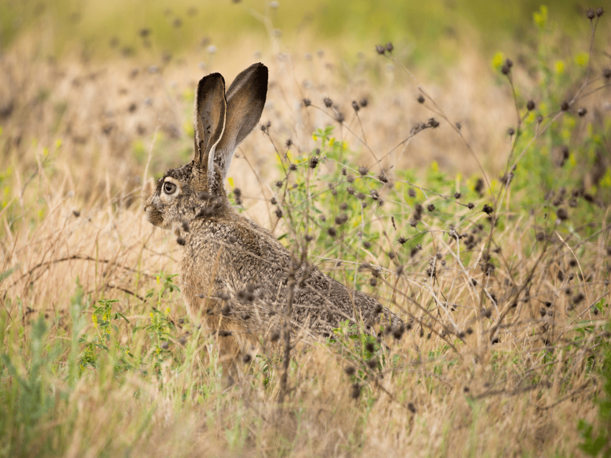 Black tailed jackrabbit Lepus californicus American desert hare - California Places, Travel, and News.