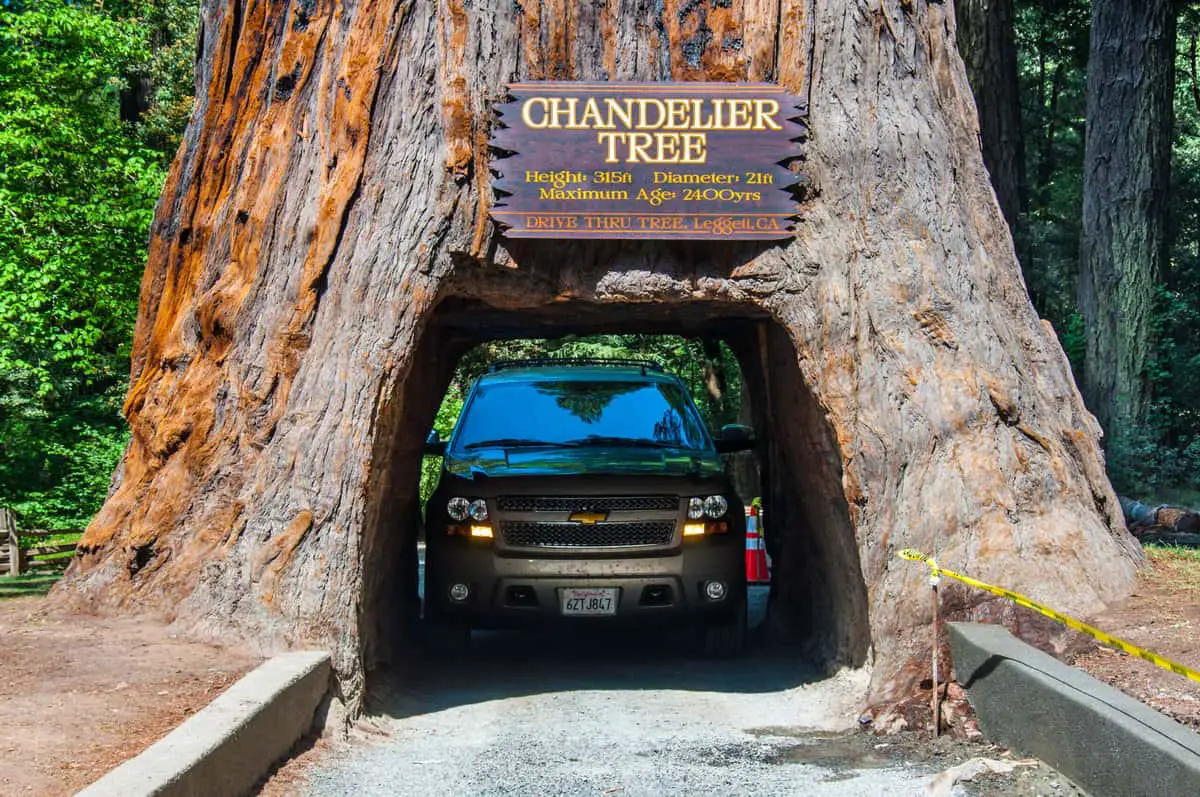 Chandelier Drive Thru Tree - California Places, Travel, and News.