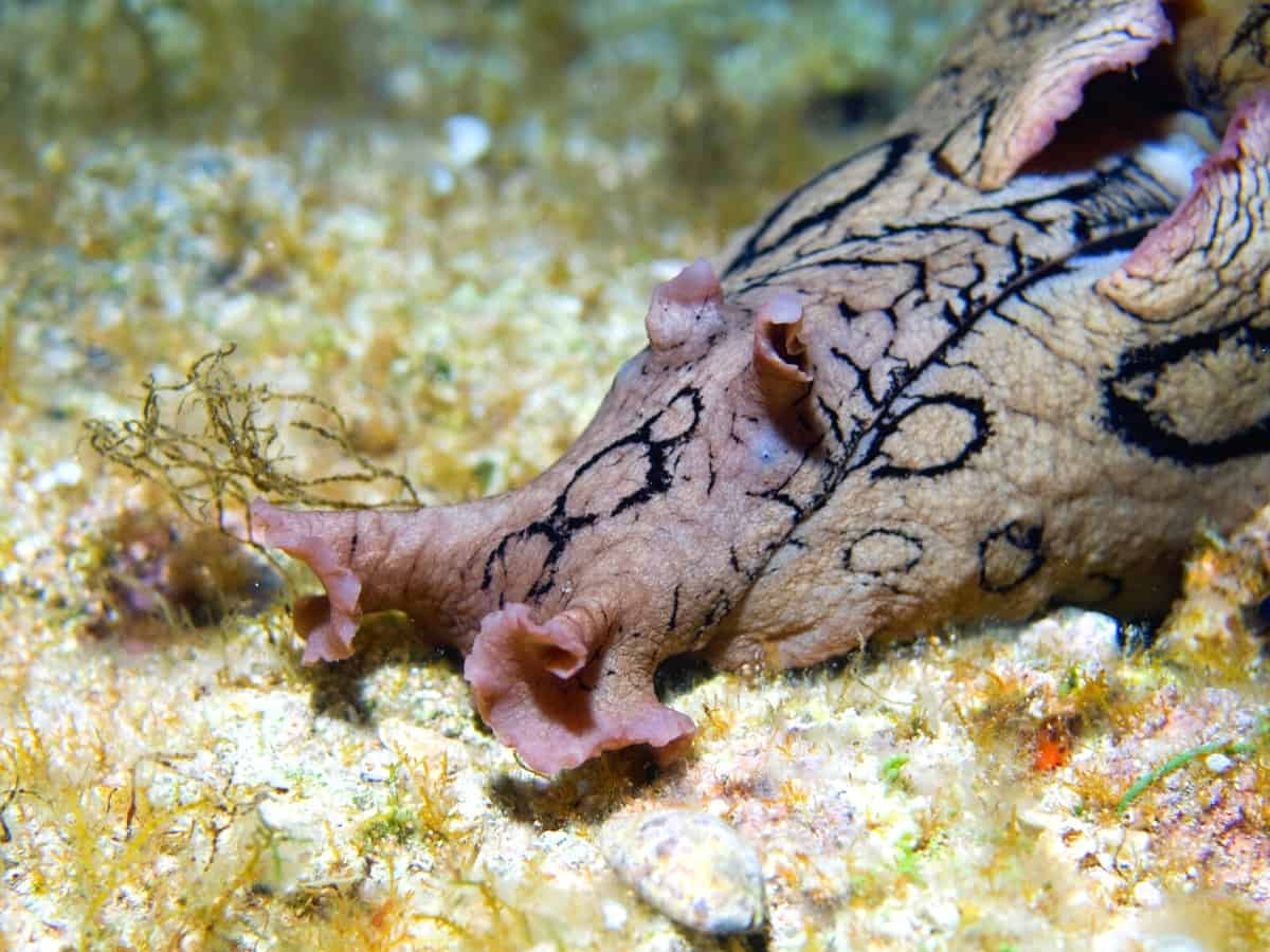 Close up of a black sea hare. - California Places, Travel, and News.