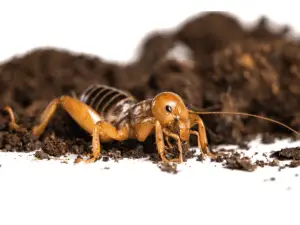 Extreme Close Up Of A Jerusalem Cricket Or Potato Bug Nocturnal Insect - California View