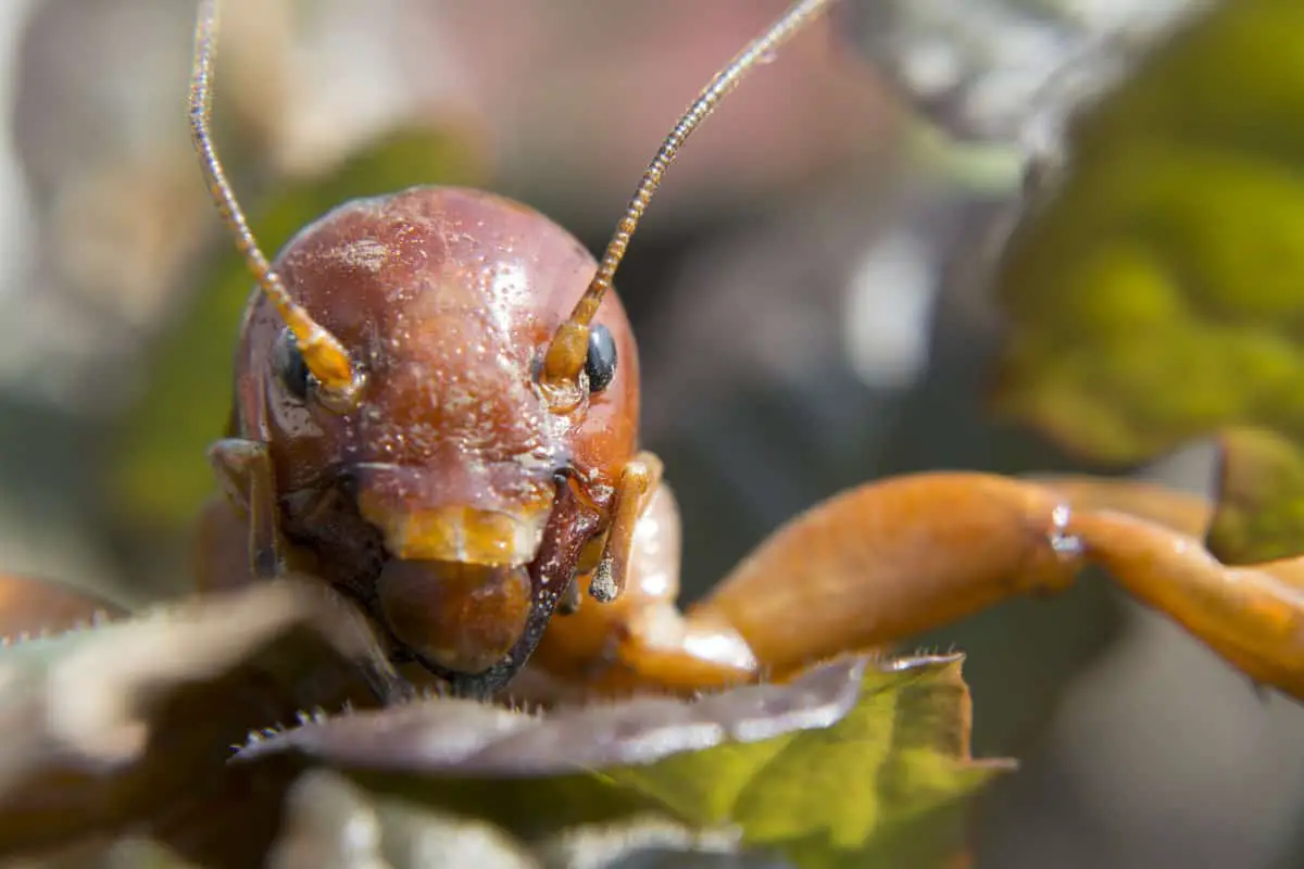 Jerusalem cricket - California Places, Travel, and News.