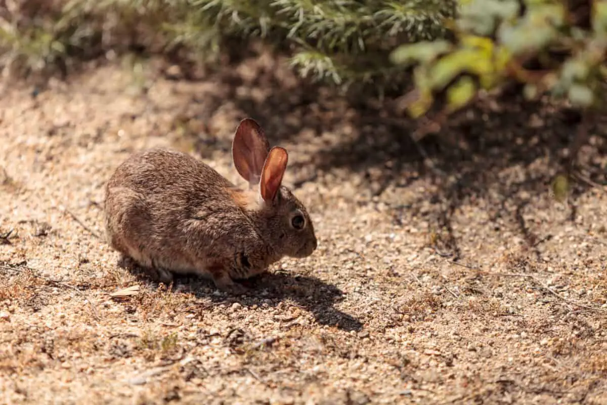 Juvenile Rabbit Sylvilagus Bachmani Wild Brush Rabbit - California View