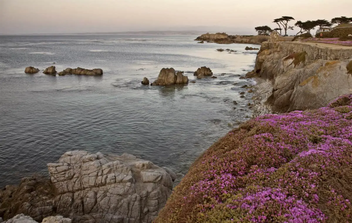 Monterey Coast California pink flowers rugged northern. - California Places, Travel, and News.