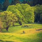 On the Forest Edge. North California Mendocino National Forest Landscape - California Places, Travel, and News.