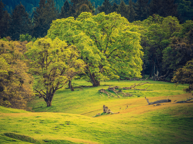 On the Forest Edge. North California Mendocino National Forest Landscape - California Places, Travel, and News.