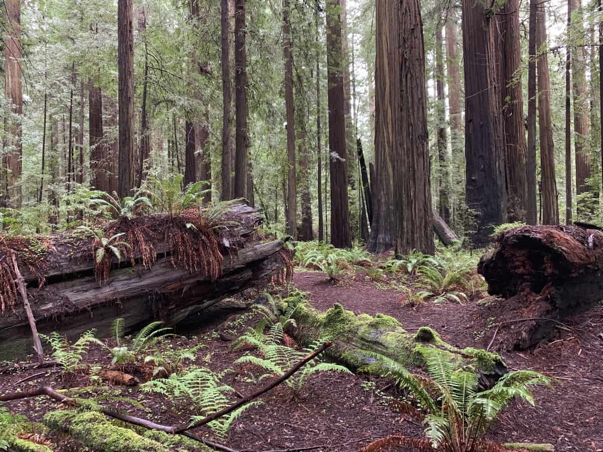 The sequoia redwoods and ferns in the forest in Mendocino County California - California Places, Travel, and News.