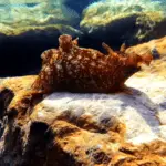 Underwater Shot On Large Sea Hare - California View