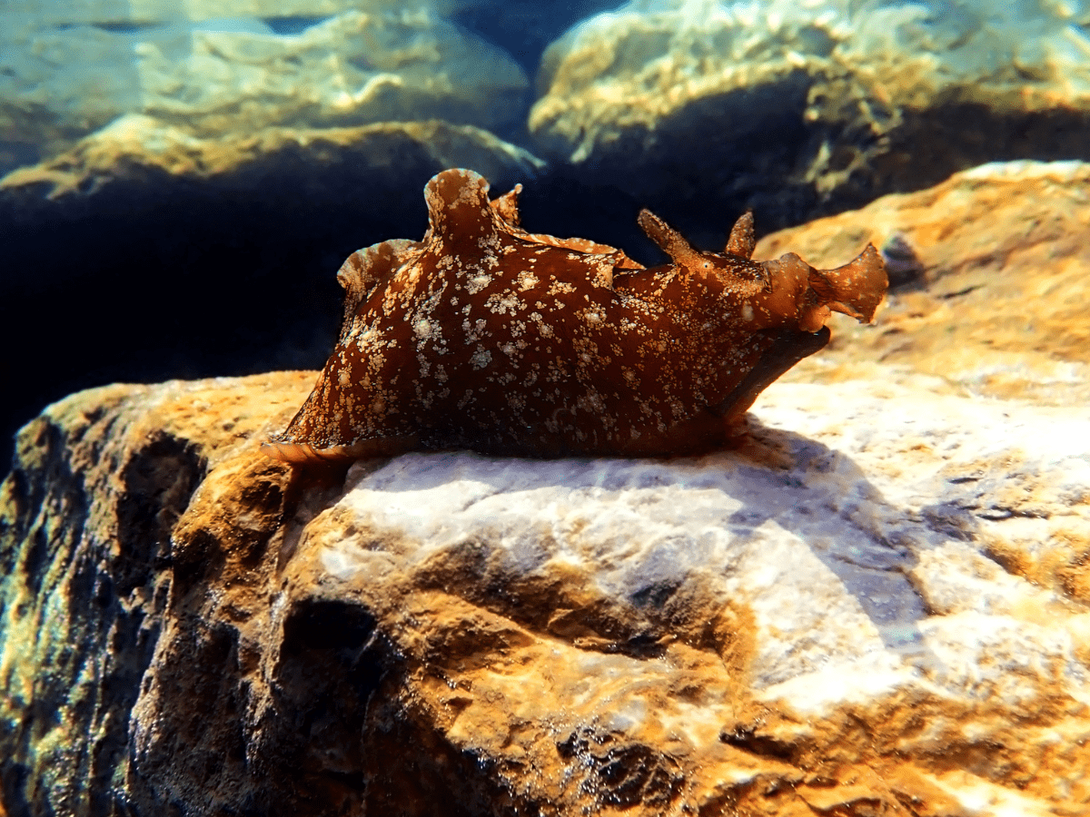 Underwater shot on large sea hare - California Places, Travel, and News.