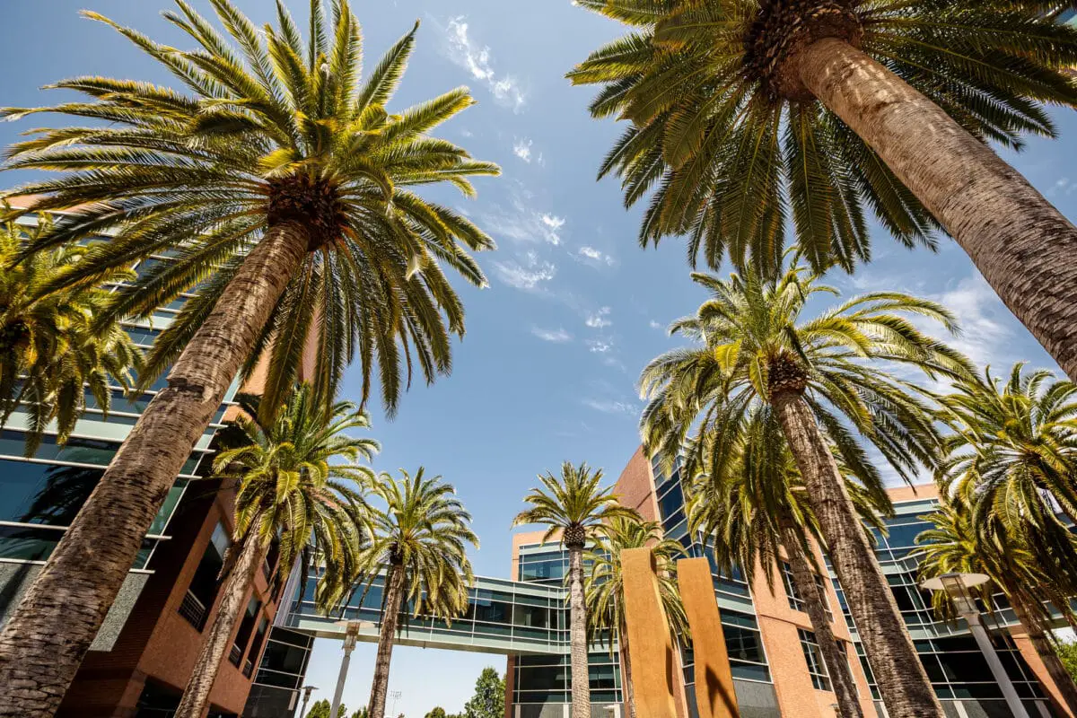 Palms in Silicon Valley - California Places, Travel, and News.