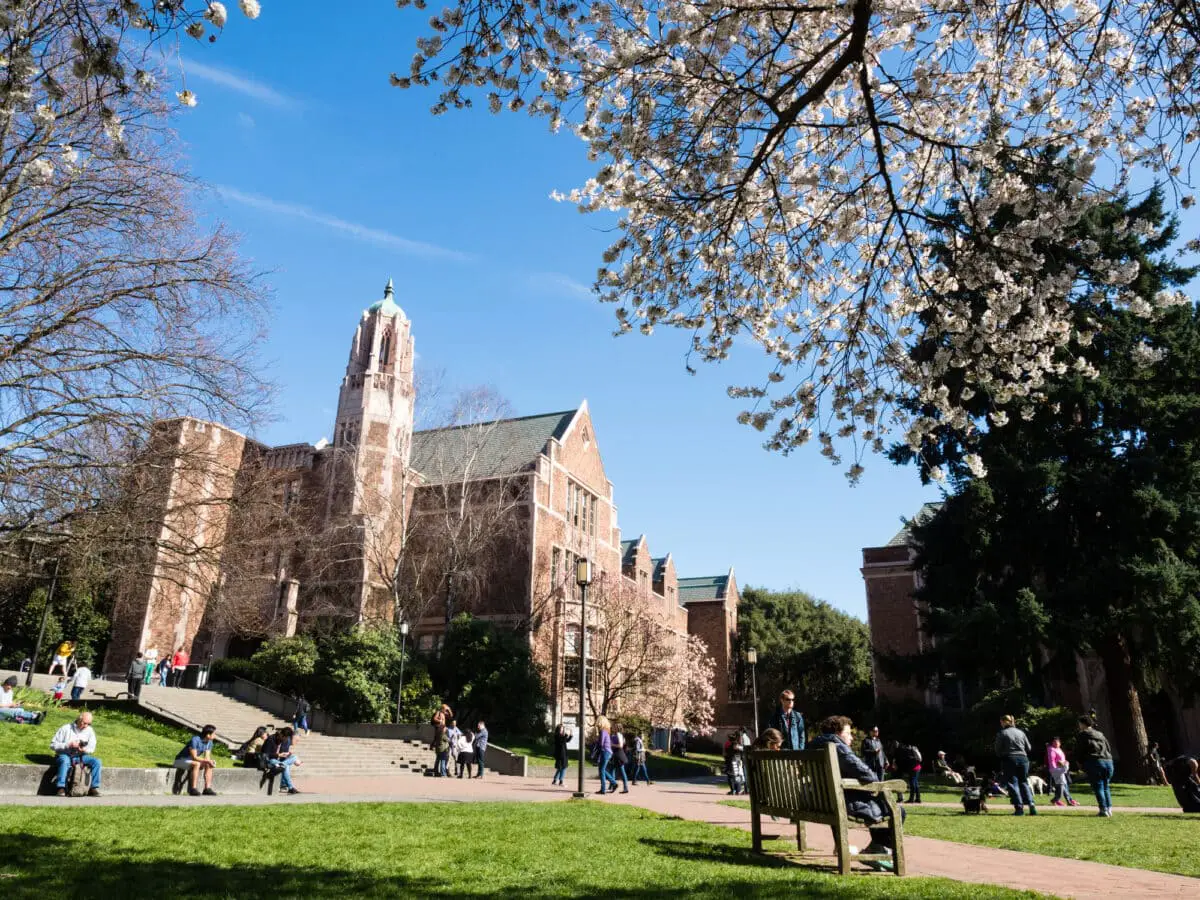 University of Washington campus during cherry blossom season - California Places, Travel, and News.