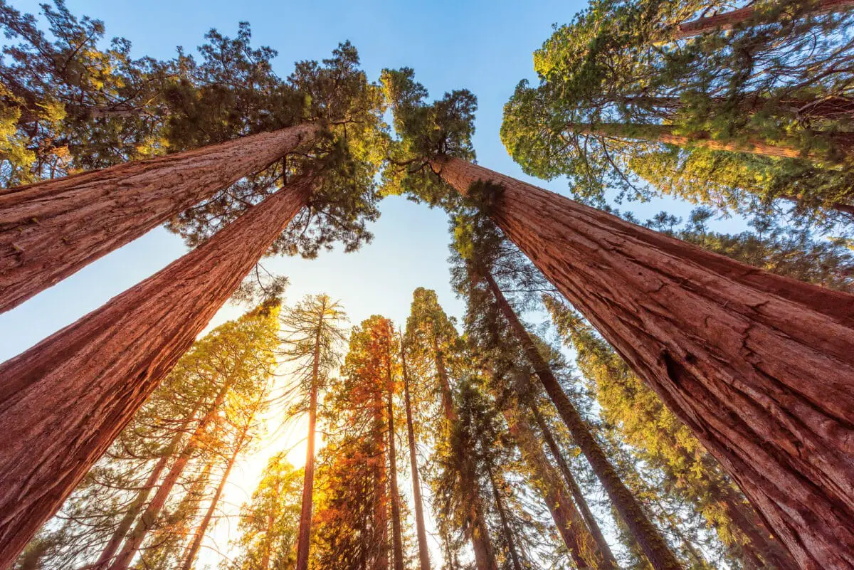Giant Sequoia Trees at summertime in Sequoia National Park California - California Places, Travel, and News.