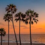 California Beach and palm trees at sunset - California Places, Travel, and News.