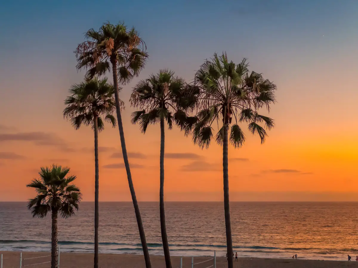 California Beach and palm trees at sunset - California Places, Travel, and News.