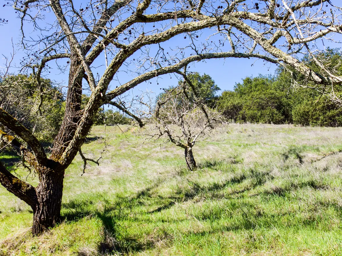 Bare black walnut tree with hanging nuts in California in field - California Places, Travel, and News.