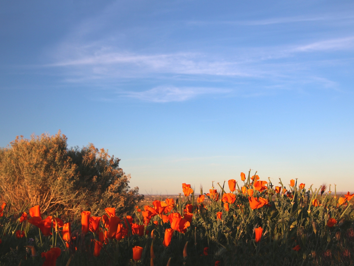 California Golden Poppies during golden hour in the high desert of southern California United States - California Places, Travel, and News.