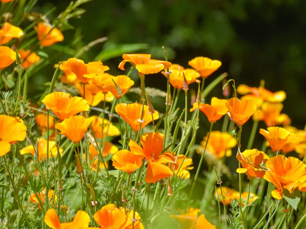 California Poppies - California Places, Travel, and News.