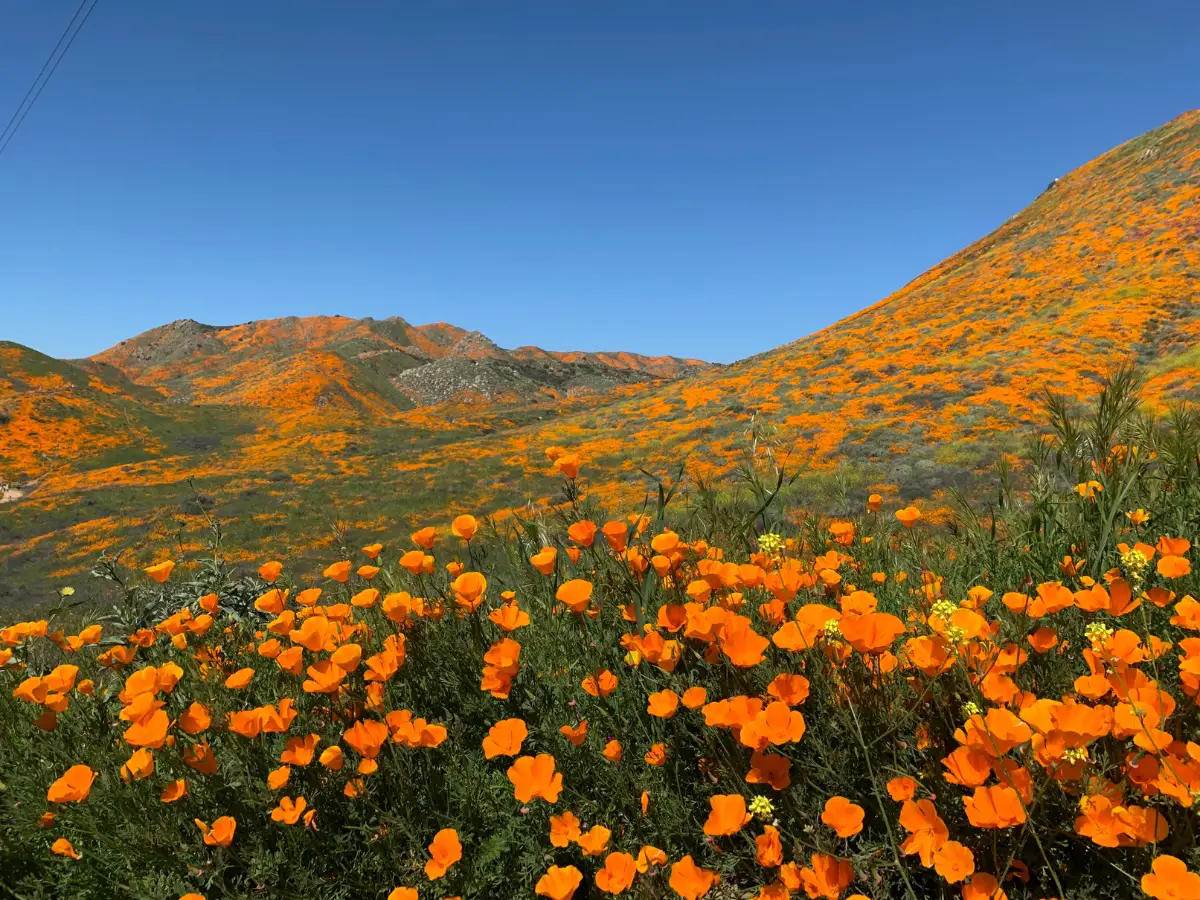 California poppy Superbloom - California Places, Travel, and News.