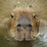Capybara looking at the camera - California Places, Travel, and News.