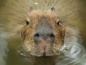 Capybara looking at the camera - California Places, Travel, and News.
