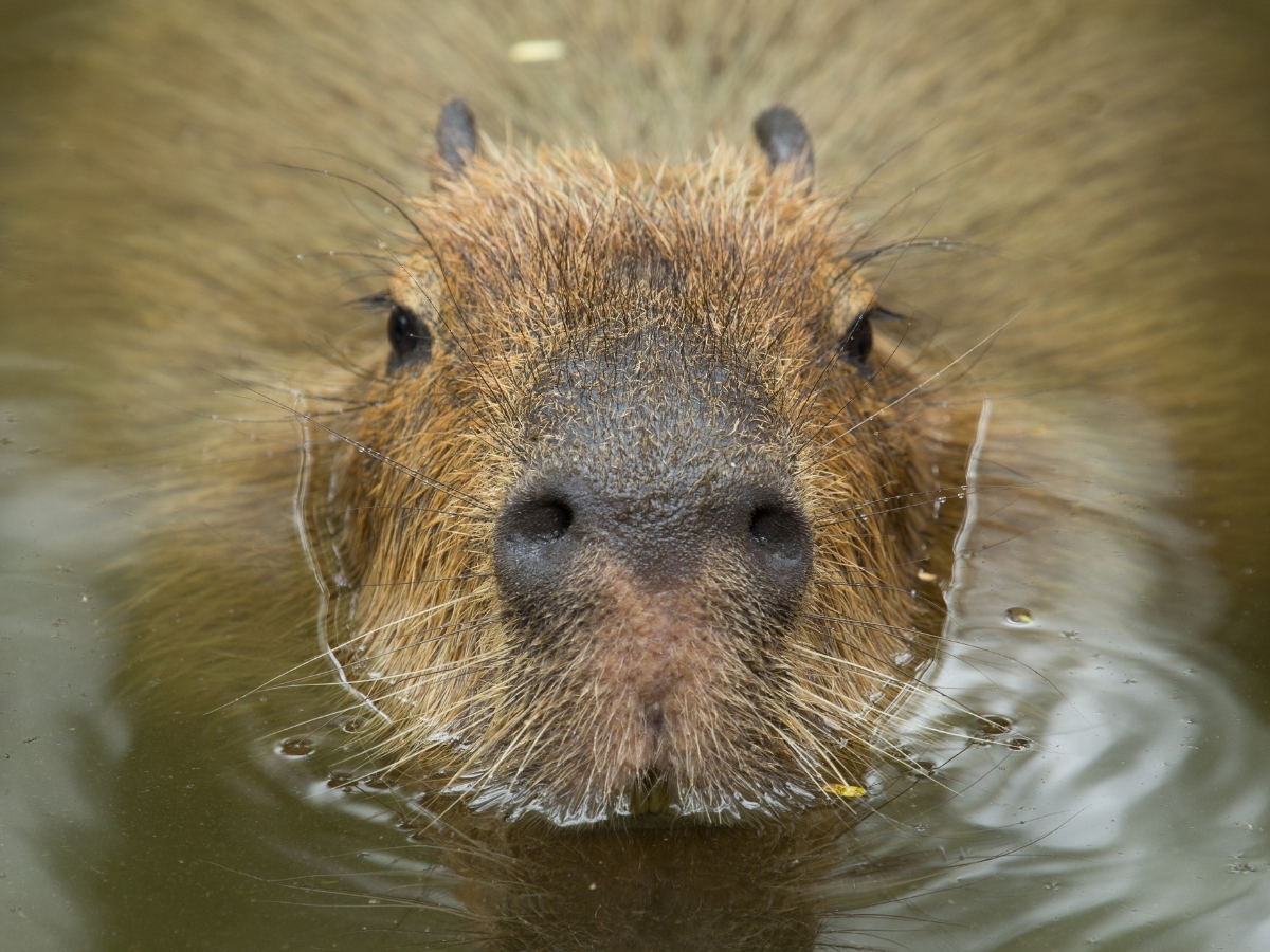 Capybara looking at the camera - California Places, Travel, and News.