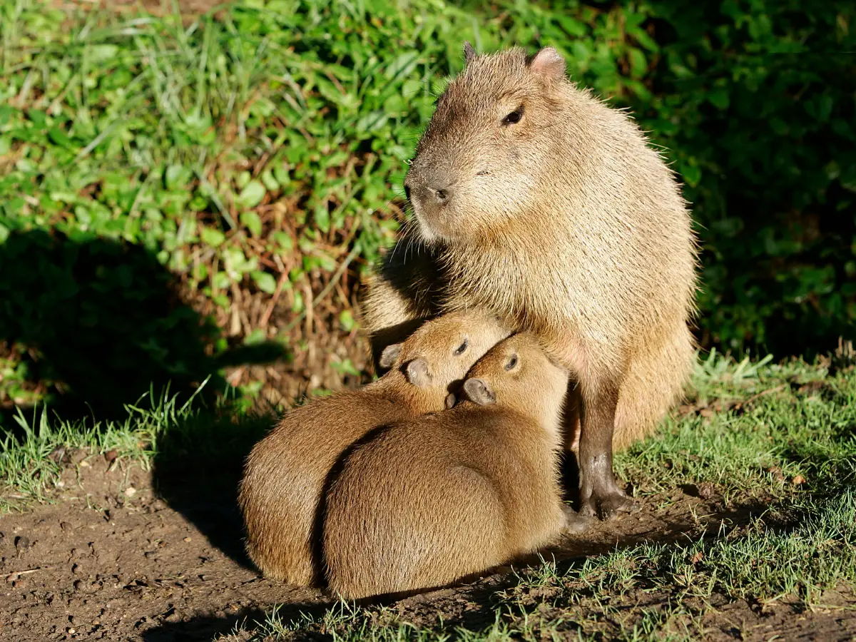 Capybara milking babies - California Places, Travel, and News.