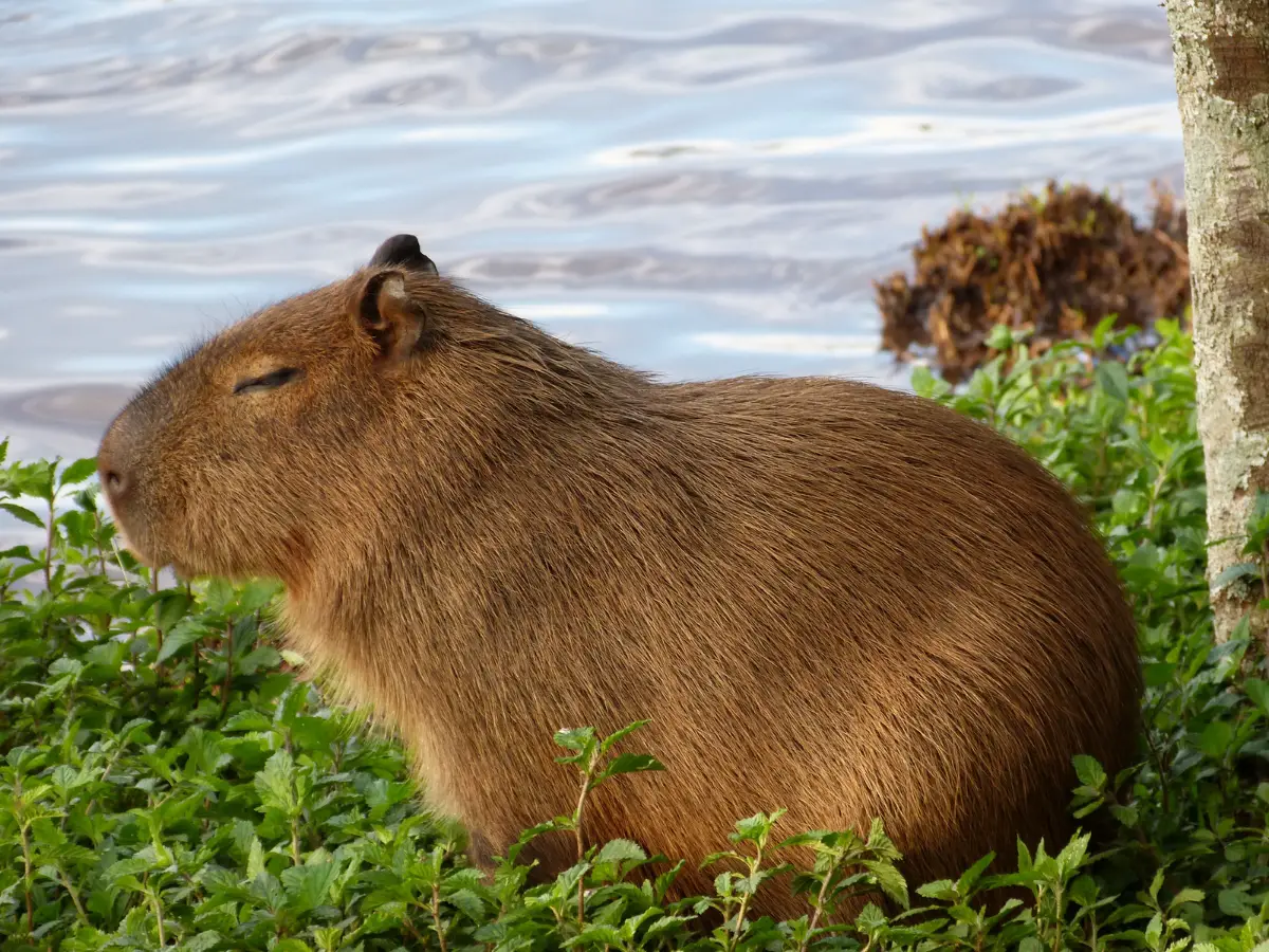Capybara resting by water - California Places, Travel, and News.