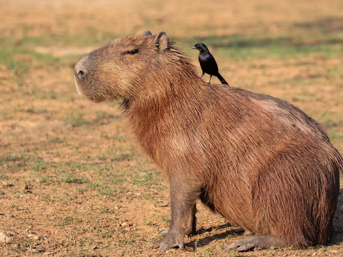 Capybara with a bird on its back - California Places, Travel, and News.