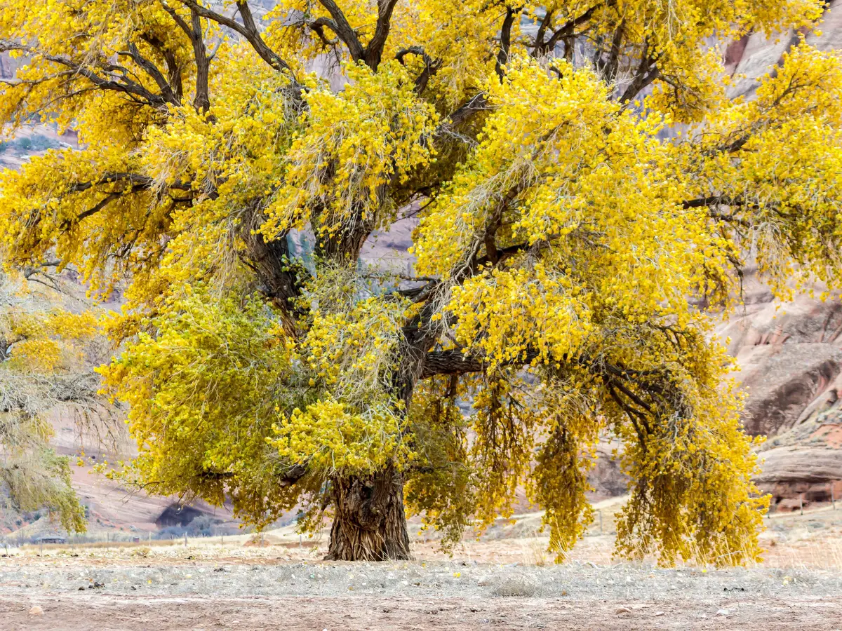 Cottonwood Tree - California Places, Travel, and News.