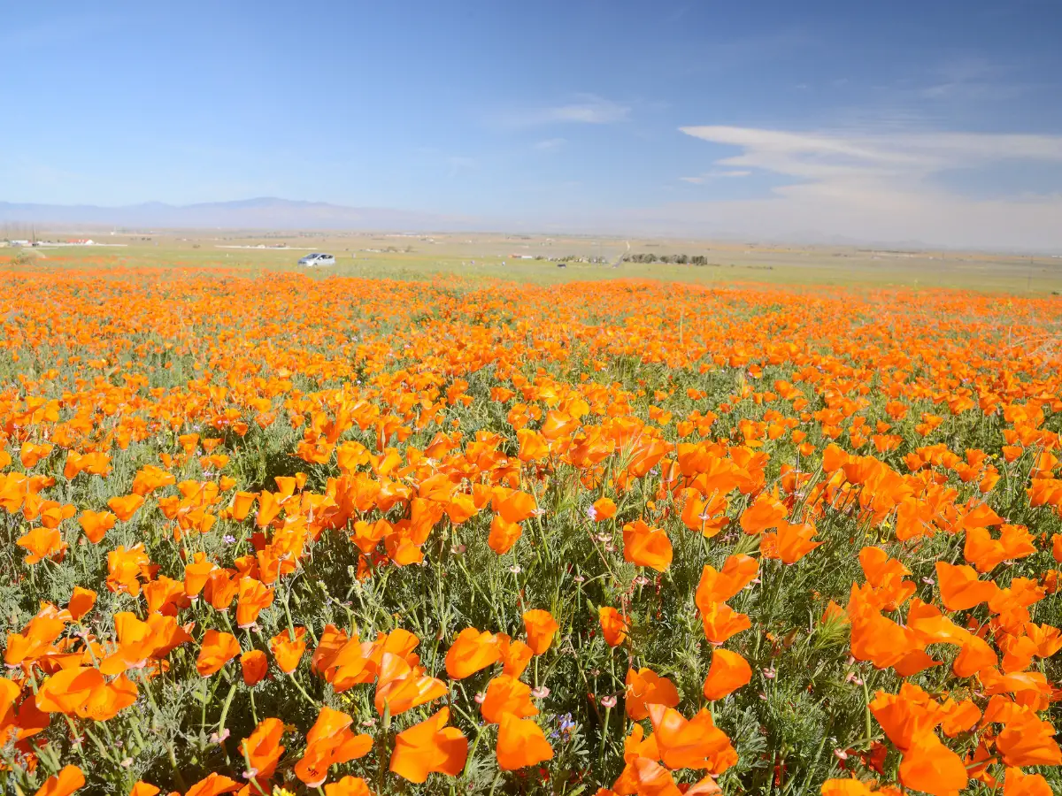 Field of California Poppies with Mountains in the background - California Places, Travel, and News.