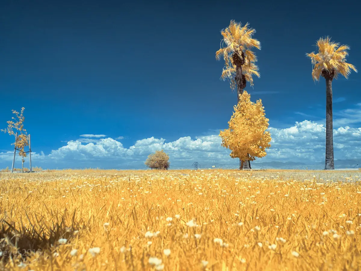 Fields of Gold Panorama Park California - California Places, Travel, and News.
