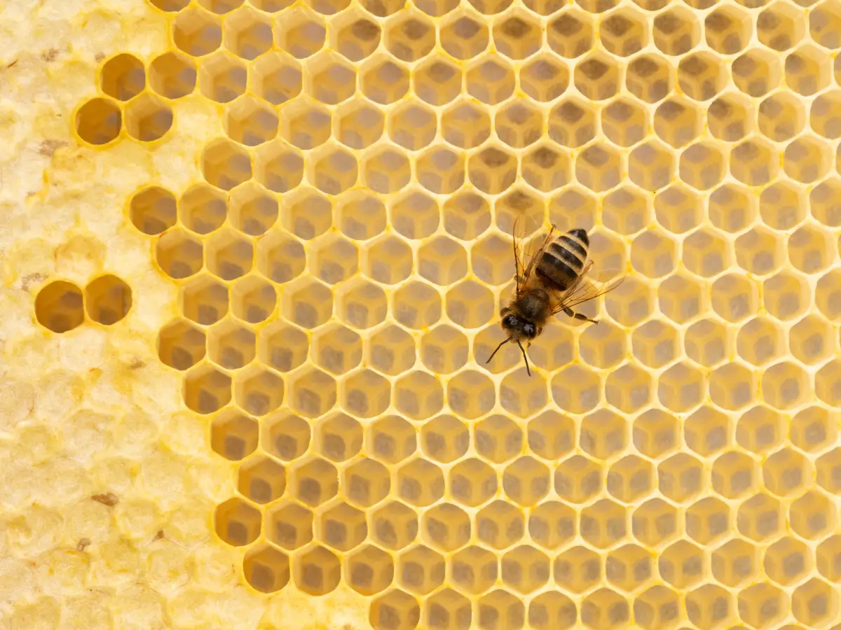 Honey Bee on Honeycomb - California Places, Travel, and News.