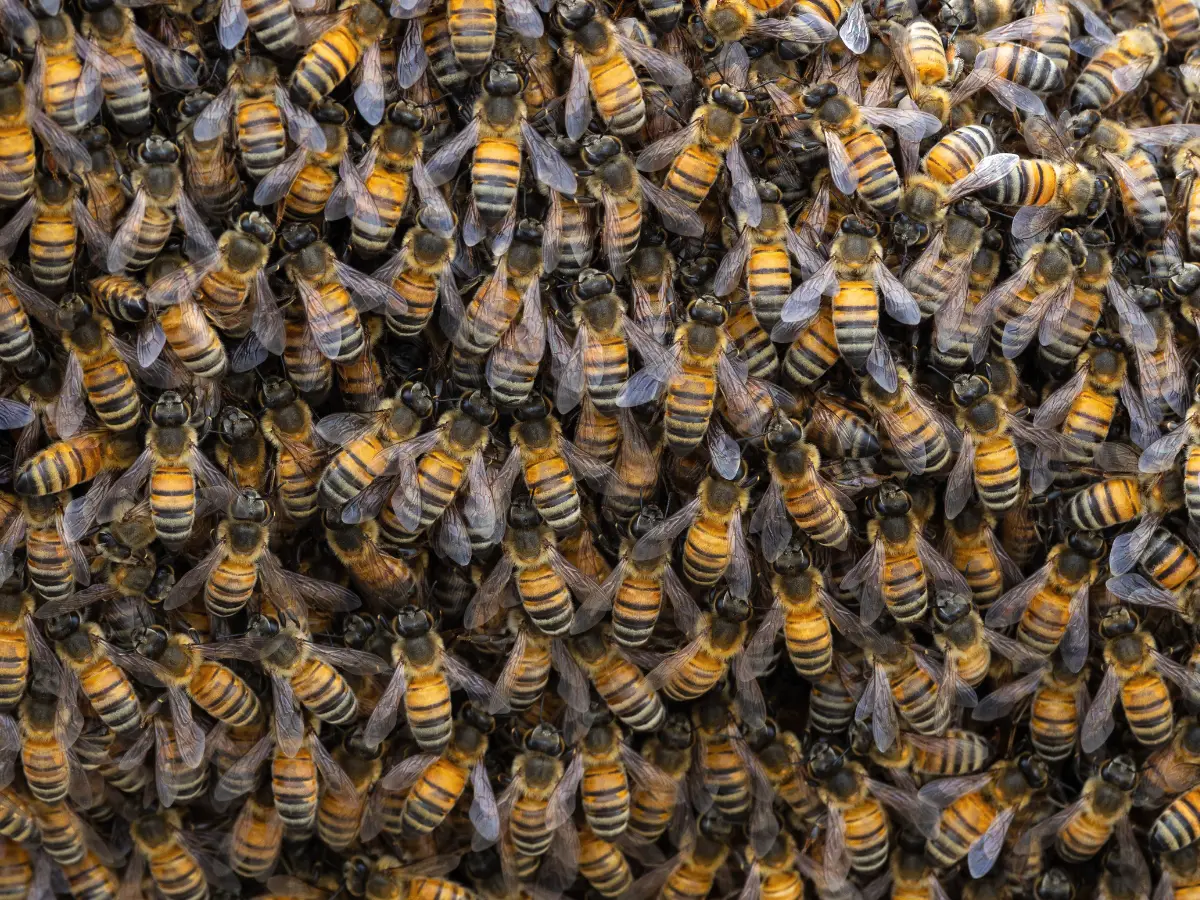 Honey Bees Swarm - California Places, Travel, and News.