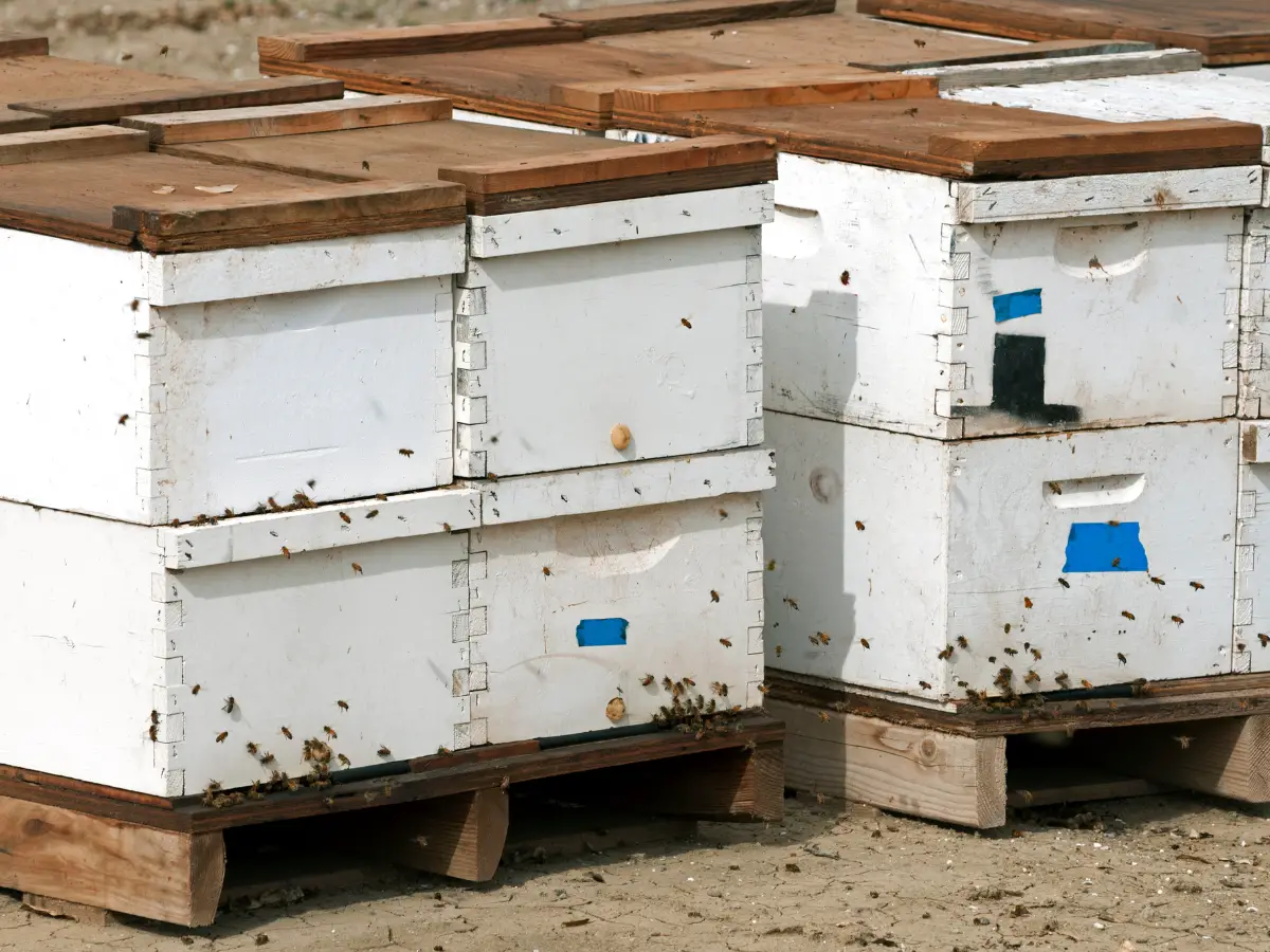 Honey bees swarming around hives in central California - California Places, Travel, and News.