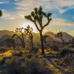 Joshua Trees at Sunset Mojave Desert - California Places, Travel, and News.