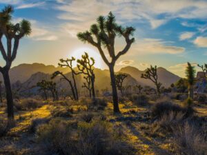 Joshua Trees at Sunset Mojave Desert - California Places, Travel, and News.
