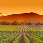 Napa Valley California Wine Country Vineyard Field Harvest for Winery - California Places, Travel, and News.