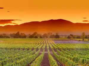Napa Valley California Wine Country Vineyard Field Harvest for Winery - California Places, Travel, and News.