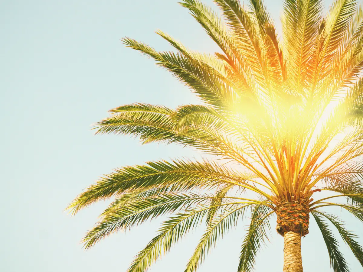 Palm Tree with Sunshine - California Places, Travel, and News.